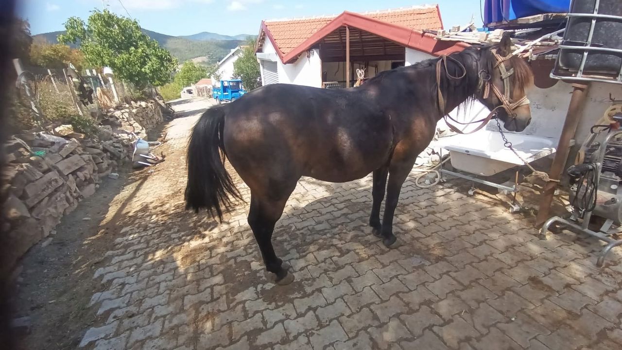 Devrekli Çiftçinin Atı Kayıp! Bulana Hediye Var!