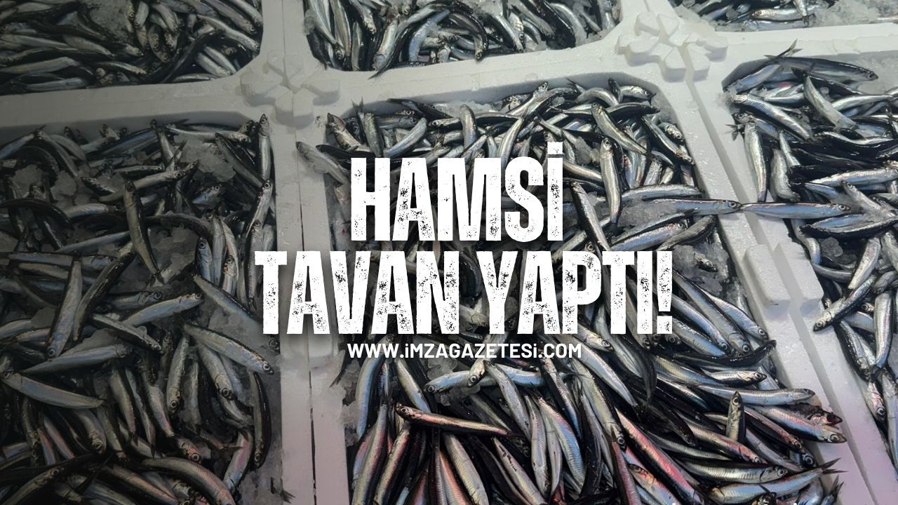 Hamsi tavan yaptı!
