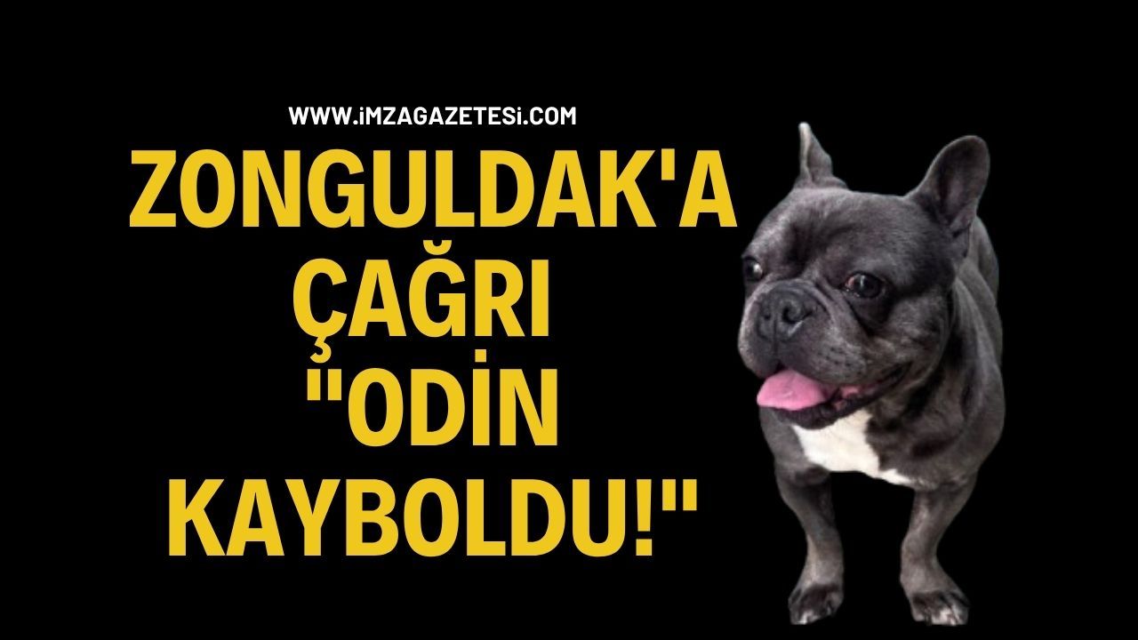 Zonguldak'a Çağrı: "Odin Kayboldu!"