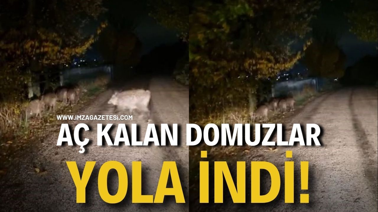 Aç kalan domuz sürüleri yola iniyor! Aman dikkat!