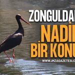 Zonguldak'ta Nadir Bir Konuk: Kara Leylek Üzülmez Deresi'nde Görüntülendi