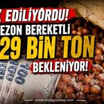 Merak Ediliyordu! Bu Sezon Bereketli 28-29 Bin Ton Bekleniyor!