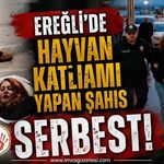 Ereğli'de Hayvan Katliamı Yapan Şahıs Serbest!