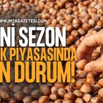 Yeni Sezon Fındık Piyasasında Son Durum! Serbest Piyasa ve TMO Fiyatları Ne Kadar?