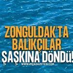 Zonguldak'ta Balıkçılar Şaşkına Döndü!