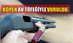 Köpek Av Tüfeğiyle Vuruldu!