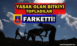 Yasak Bitki Toplayanları Jandarma Farketti!