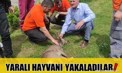 Karaca Yaralı Halde Bulundu!