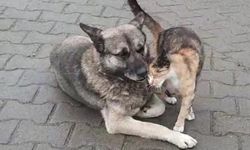 Zonguldak'ta Kedi ve Köpeğin Dostluğu Görenleri Gülümsetti
