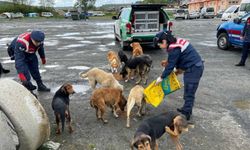 Zonguldak İl Jandarma Komutanlığı'ndan sokak köpeklerine şevkat eli...