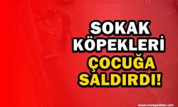 Başıboş Sokak Köpekleri Çocuğa Saldırdı! O Anlar Kameralara Yansıdı...