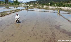 Çeltik Sezonuna Gecikmeli Giriş Yapıldı…