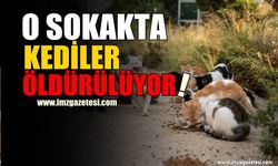 Bu Mahallede Kediler Öldürülüyor!