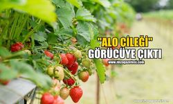 "Alo Çileği" Görücüye Çıktı...