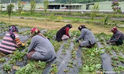 Üreticiler Hasat İçin Gün Sayıyor!