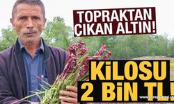 Topraktan çıkan altın! Kilosu 2 bin TL'ye alıcı buluyor...