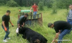 Kastamonu'da sahibinden kaçan kurbanlık 4 kişiyi yaraladı