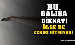 BU BALIĞA DİKKAT! ÖLDÜKTEN SONRA DA ZEHİR SAÇIYOR...