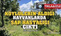 Köylülerin Almış Oldukları Hayvanlarda Şap Hastalığı Çıktı!