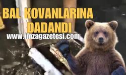 Ayı Bal Kovanlarına Dadandı!