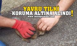 Bulanan Yavru Tilki Koruma Altına Alındı!