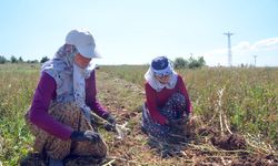 Taşköprü sarımsağı yetiştirilen tarlalarda okul harçlığı mesaisi