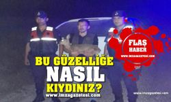 Zonguldak'ta caniler ceylana kıydı, jandarma sahip çıktı...