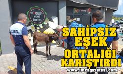 Sahipsiz Eşek Ortalığı Karıştırdı!