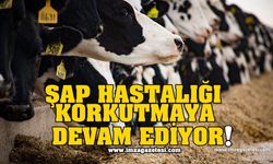 Şap Hastalığı Korkutmaya Devam Ediyor!