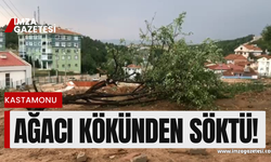 Kastamonu’da ağacı kökünden söken rüzgar!