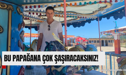 Bu papağana çok şaşıracaksınız!