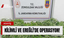 Zonguldak'ta jandarmadan kenevir operasyonu!