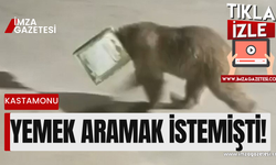 Ayının kafası teneke kutuya sıkıştı!