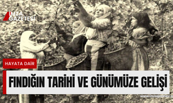 Fındığın tarihi ve günümüze gelişi...