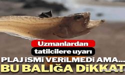 Zehirli deniz yaratığı: Sahilde yürürken bunlara dikkat edin!..