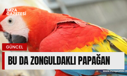 Zonguldaklı papağan sosyal medyada viral oldu!