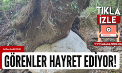 Selden sonra oluştu, görenler hayret ediyor!