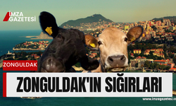 Zonguldak’ta 59 Bin 640 Sığır Var