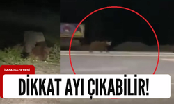 Ayılar ormanlık alandan otoyola indi!