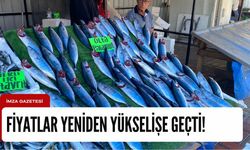 Balık fiyatları borsayı geçti! Yeniden yükselişte