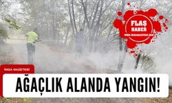 Karabük'te ağaçlık alanda yangın!