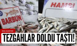Zonguldak'ta balık yoğunluğu yaşanıyor!