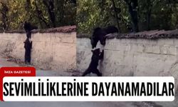 Anne ayı ve sevimli yavrusu kameralara yakalandı!