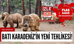 Karabük, Bartın, Kastamonu, Bolu, Düzce ve Zonguldak'ta "Ayı"lar bastı!