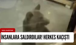 Kent merkezinde olay! Sağa sola saldırdılar