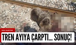 Zonguldak-Karabük olay! Tren ayıya çarptı...