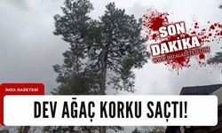 Dev ağaç korku saçtı!