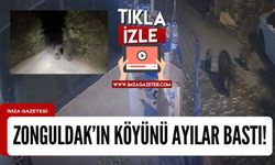 Ayıların bastığı Zonguldak köyünde panik havası!