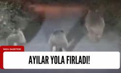 Ayılar yola fırladı o anlar kameraya böyle yansıdı!