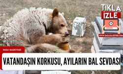 Ayıların bal sevdası vatandaşa korku salıyor! Karabük, Kastamonu, Bartın ve Zonguldak'ta korku büyüyor!